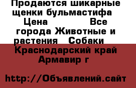 Продаются шикарные щенки бульмастифа › Цена ­ 45 000 - Все города Животные и растения » Собаки   . Краснодарский край,Армавир г.